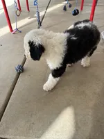 Zena, a female Old English Sheepdog and Bernedoodle for sale in Sheridan, CA – 3 of 9