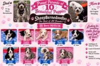 Sandy, a female Old English Sheepdog and Bernedoodle for sale in Sheridan, CA – 2 of 2