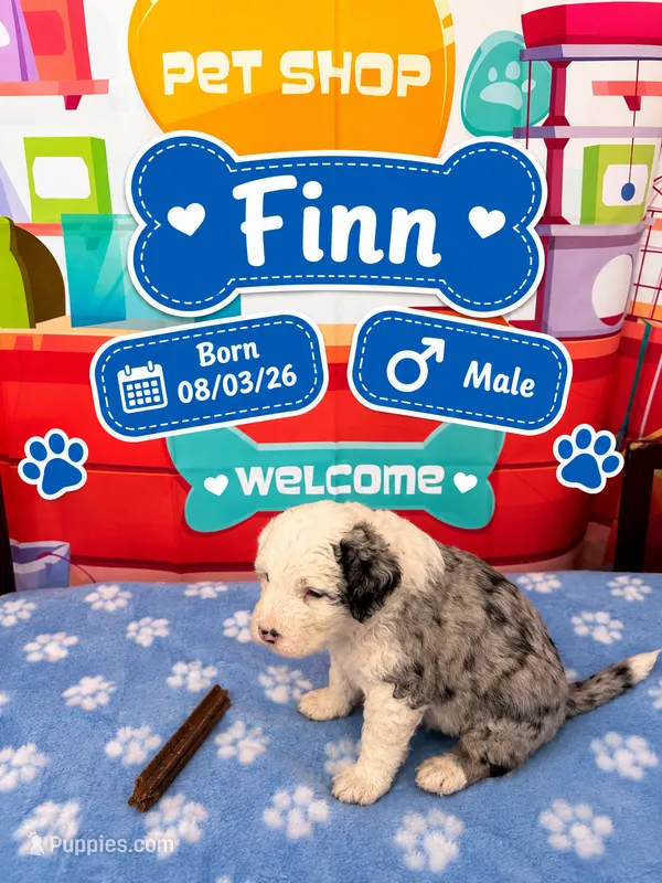 Finn – Old English Sheepdog, Bernedoodle puppy for sale in Sheridan, CA