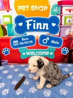Finn, a male Old English Sheepdog and Bernedoodle for sale in Sheridan, CA – 1 of 2