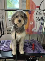 Boomer, a male Bernedoodle for sale in Sheridan, CA – 4 of 4