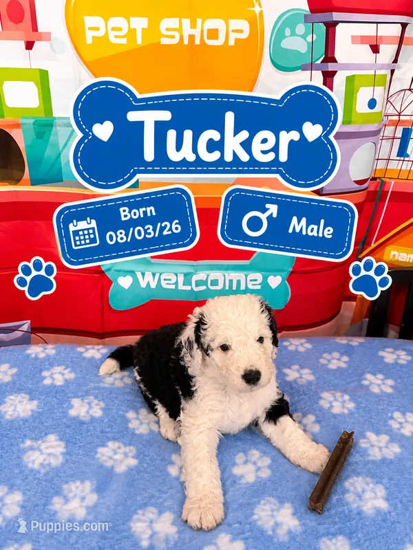Tucker – Old English Sheepdog, Bernedoodle puppy for sale in Sheridan, CA