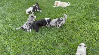 Pearl ( pending), a female Old English Sheepdog and Bernedoodle for sale in Sheridan, CA – 8 of 10