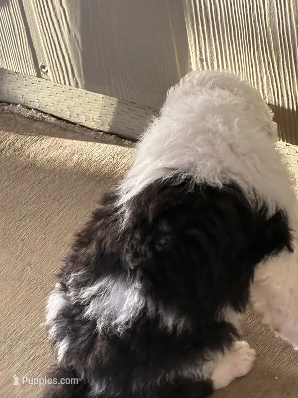 Tucker – Old English Sheepdog, Bernedoodle puppy for sale in Sheridan, CA