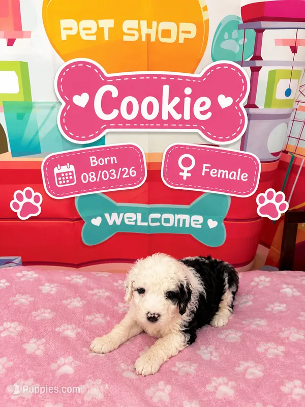 Cookie – Old English Sheepdog, Bernedoodle puppy for sale in Sheridan, CA