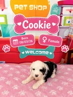 Cookie, a female Old English Sheepdog and Bernedoodle for sale in Sheridan, CA – 1 of 2