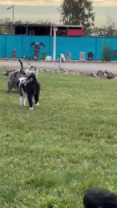 Coal, a male Old English Sheepdog for sale in Sheridan, CA – 4 of 8