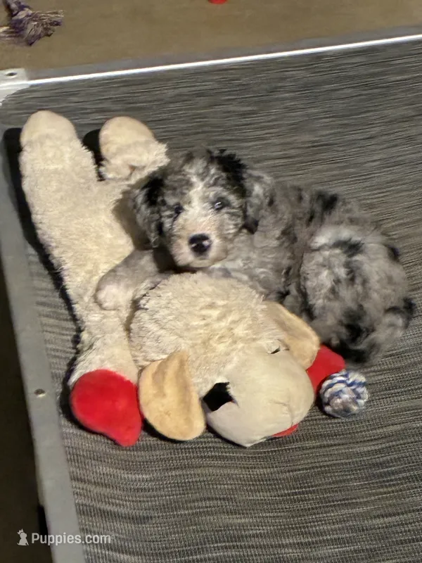 Pebbles – Old English Sheepdog, Bernedoodle puppy for sale in Sheridan, CA
