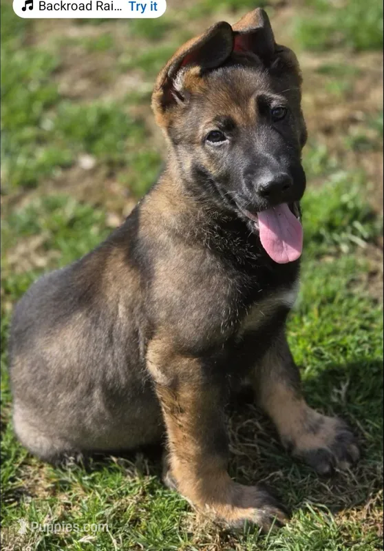 Sable – German Shepherd Dog puppy for sale in Moscow, OH