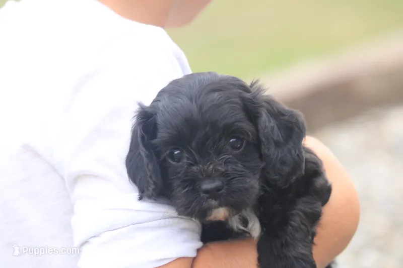 Ember – Cavalier King Charles Spaniel, Poodle - Miniature  puppy for sale in Lebanon, PA