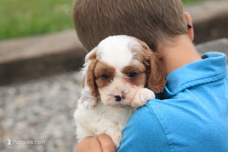 Captain – Cavalier King Charles Spaniel, Poodle - Miniature  puppy for sale in Lebanon, PA