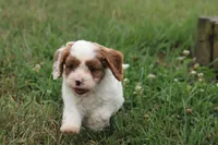 Captain, a male Cavalier King Charles Spaniel and Poodle - Miniature  for sale in Lebanon, PA – 4 of 4
