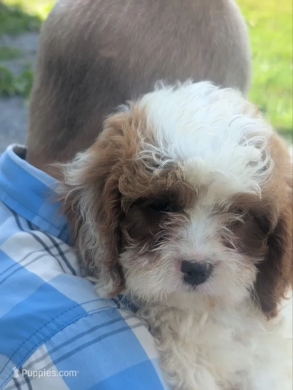 Captain – Cavalier King Charles Spaniel, Poodle - Miniature  puppy for sale in Lebanon, PA