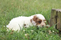 Captain, a male Cavalier King Charles Spaniel and Poodle - Miniature  for sale in Lebanon, PA – 2 of 4