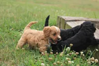 Ember, a female Cavalier King Charles Spaniel and Poodle - Miniature  for sale in Lebanon, PA – 4 of 4