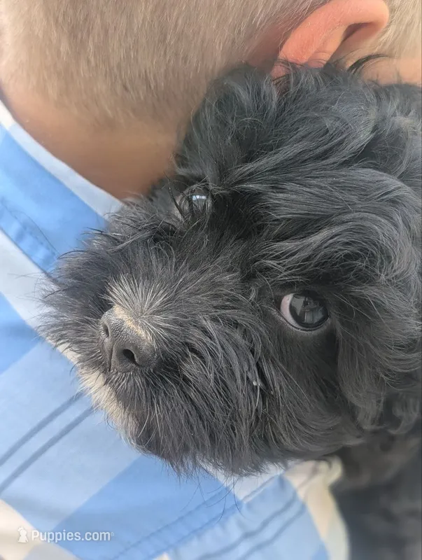 Bravo – Cavalier King Charles Spaniel, Poodle - Miniature  puppy for sale in Lebanon, PA