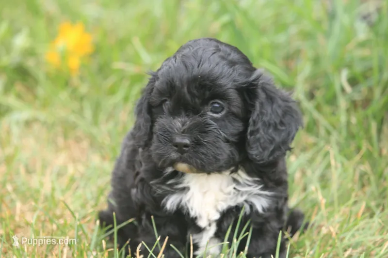 Bravo – Cavapoo puppy for sale in Lebanon, PA