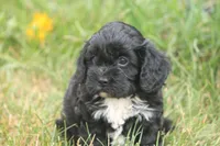 Bravo, a male Cavalier King Charles Spaniel and Poodle - Miniature  for sale in Lebanon, PA – 2 of 3