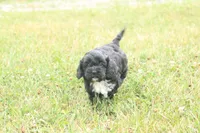 Bravo, a male Cavalier King Charles Spaniel and Poodle - Miniature  for sale in Lebanon, PA – 3 of 3