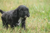 Ember, a female Cavalier King Charles Spaniel and Poodle - Miniature  for sale in Lebanon, PA – 2 of 4