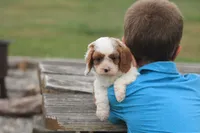 Captain, a male Cavalier King Charles Spaniel and Poodle - Miniature  for sale in Lebanon, PA – 3 of 4