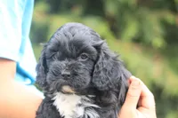 Bravo, a male Cavalier King Charles Spaniel and Poodle - Miniature  for sale in Lebanon, PA – 1 of 3