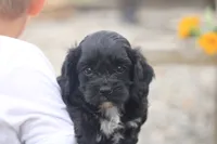 Ember, a female Cavalier King Charles Spaniel and Poodle - Miniature  for sale in Lebanon, PA – 3 of 4