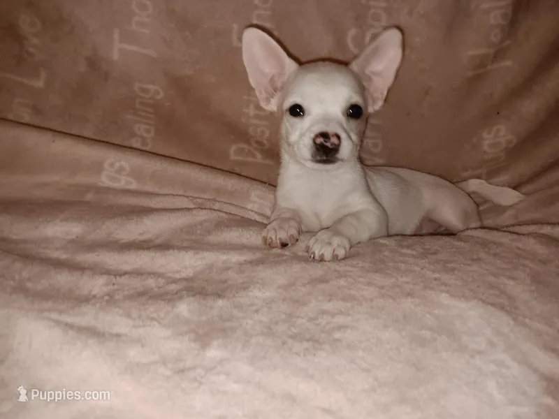 Stanley – Chihuahua puppy for sale in Lenoir, NC