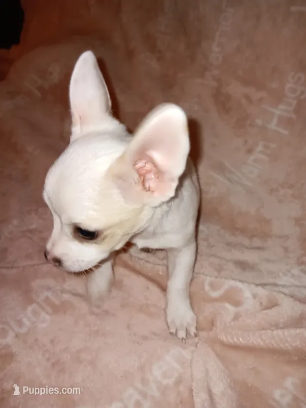 Stanley – Chihuahua puppy for sale in Lenoir, NC