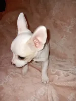 Stanley, a male Chihuahua for sale in Lenoir, NC – 1 of 4