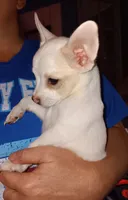 Stanley, a male Chihuahua for sale in Lenoir, NC – 2 of 4