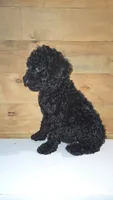 Sophie, a female Poodle - Standard  for sale in Lenoir, NC – 1 of 1