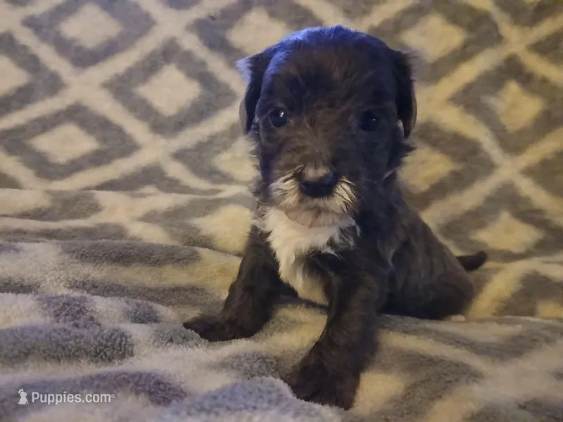 Spanky – Schnoodle puppy for sale in Lenoir, NC
