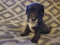Spanky, a male Schnoodle for sale in Lenoir, NC – Photo 3 of 3
