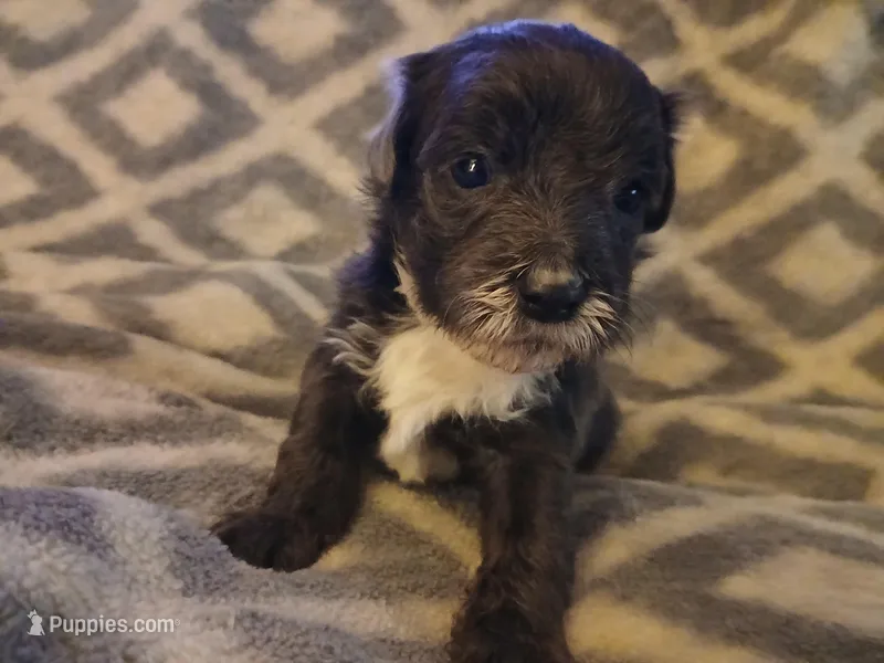 Spanky, a male Schnoodle for sale in Lenoir, NC – Photo 1 of 3