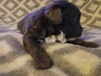 Spanky, a male Schnoodle for sale in Lenoir, NC – Photo 2 of 3