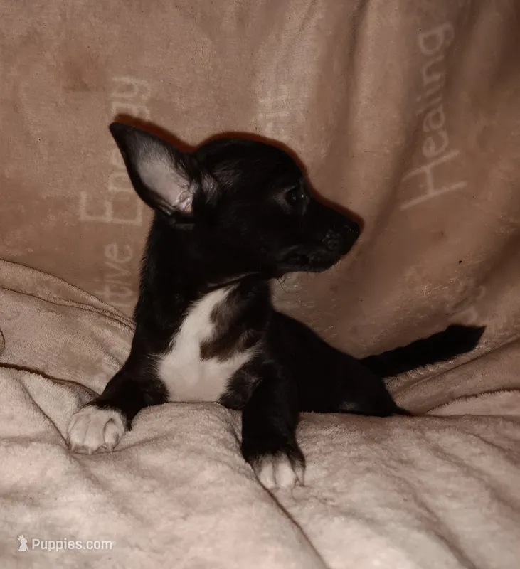 Izzy – Chihuahua puppy for sale in Lenoir, NC