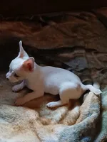 Stanley, a male Chihuahua for sale in Lenoir, NC – 3 of 4