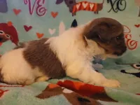 Minnie, a female Shorkie for sale in Lenoir, NC – 4 of 4