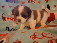 Minnie, a female Shorkie for sale in Lenoir, NC – 2 of 4