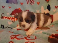 Minnie, a female Shorkie for sale in Lenoir, NC – 3 of 4