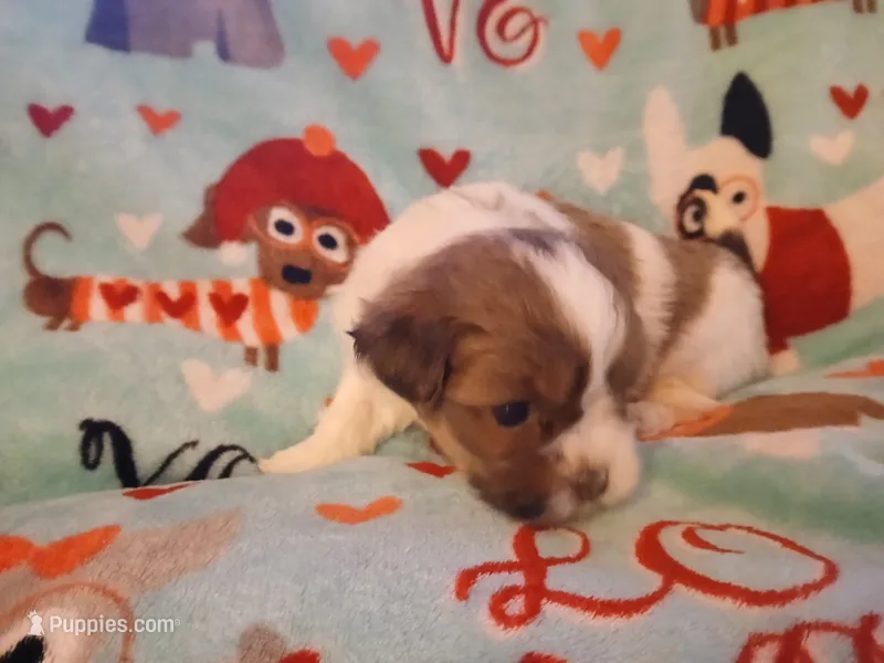 Minnie – Shorkie puppy for sale in Lenoir, NC