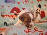 Minnie, a female Shorkie for sale in Lenoir, NC – 1 of 4