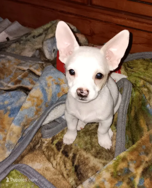 Stanley – Chihuahua puppy for sale in Lenoir, NC