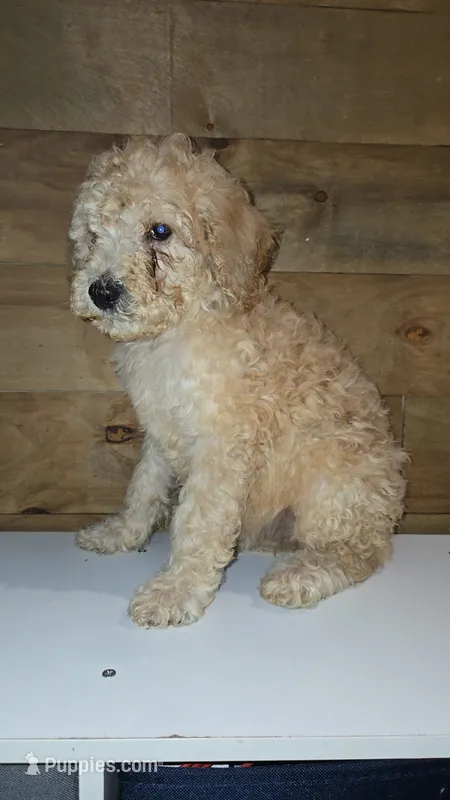 Beau – Poodle - Standard  puppy for sale in Lenoir, NC