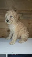 Beau, a male Poodle - Standard  for sale in Lenoir, NC – 1 of 2