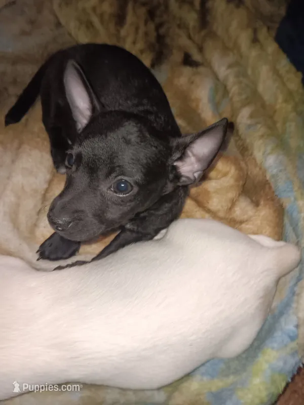 Elvis – Chihuahua puppy for sale in Lenoir, NC