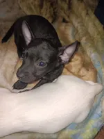Elvis, a male Chihuahua for sale in Lenoir, NC – 1 of 1