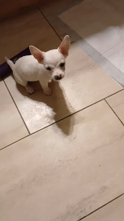 Izzy, a female Chihuahua for sale in Lenoir, NC – 2 of 2