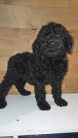 Tess, a female Poodle - Standard  for sale in Lenoir, NC – 1 of 1